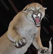 mountain lion